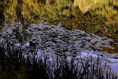 photo 0072